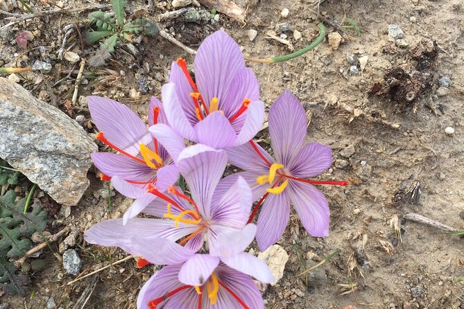 Private Tour on Paros Island - Highlights of the Paros Private Tour: Villages, Beaches, and Marinas