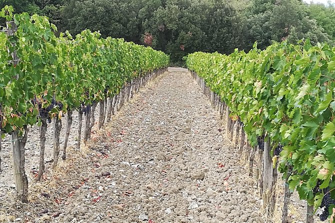 PRIVATE TOUR: Pisa & Chianti in one day with Lunch and Wine tasting Experience - Flexibility and Additional Options