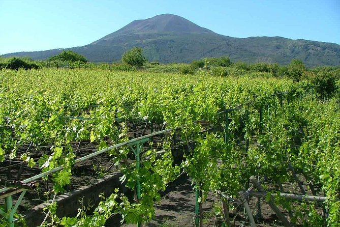 Private Tour: Pompeii & Wine Tasting at the Slopes of Mt Vesuvius - The Authentic Regional Lunch Experience