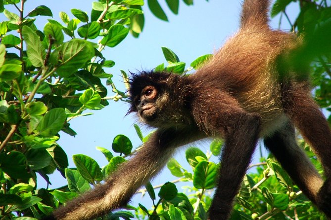 Private Tour Punta Laguna Monkey Sanctuary Zip Line - Discover the Exciting Private Tour of Punta Laguna Monkey Sanctuary and Zip Line