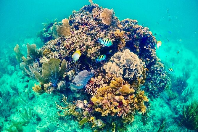 Private Tour Reefs and Corals Puerto Morelos Snorkel Lunch - Key Points