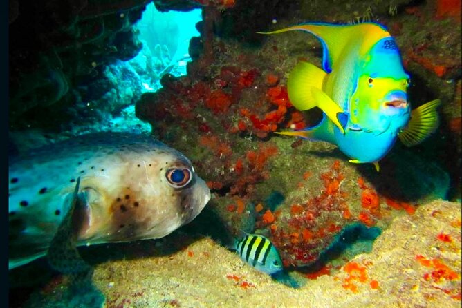 Private Tour Reefs and Corals Puerto Morelos Snorkel Lunch - Optional Lunch and Market Visits for a Cultural Touch