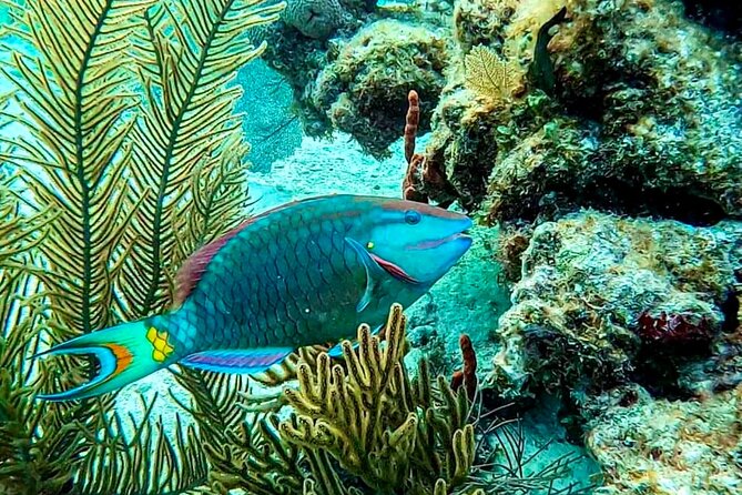 Private Tour Reefs and Corals Puerto Morelos Snorkel Lunch - Exploring Playa del Carmen and Its Strategic Location