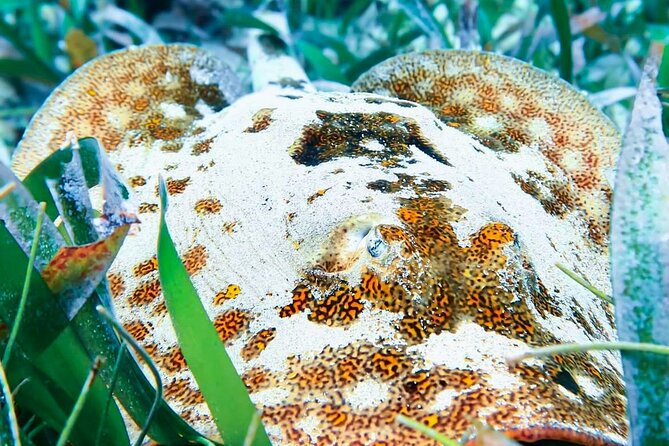 Private Tour Reefs and Corals Puerto Morelos Snorkel Lunch - Practical Details: Transportation, Food, and Flexibility