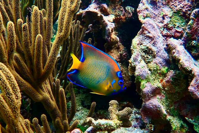 Private Tour Reefs and Corals Puerto Morelos Snorkel Lunch - The Experience of a Local Guide: Seamless and Stress-Free