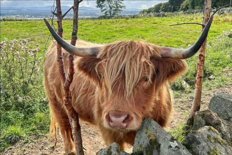 Private Tour: St Andrews, Falkland Palace, Fishing Villages - Fish and Chips and Fife’s Coastal Villages