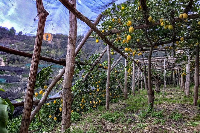 Private Tour: The Path of the Lemons - Visiting Maiori and Minori Villages