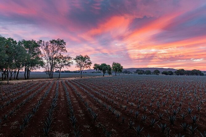 Private Tour to Distillery Tequila Ocho and Arandas - Exploring Arandas: A Town Full of Character