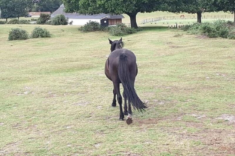 Private tour to Durdle Door, Corfe Castle, New Forest - Private Tour in Dorset: An Intimate Day of Nature and History