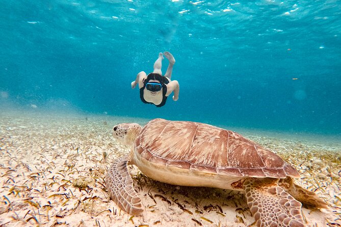 Private Tour to El Cielo and El Cielito and Palancar Cozumel - Explore Cozumels Iconic Reef and Sandbar on a Private Boat Tour