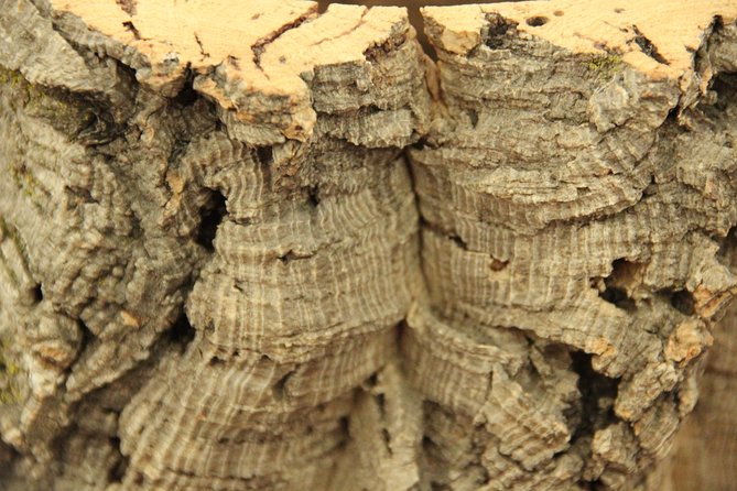 Private Tour to Evora and Cork Experience from Lisbon - Customizable Itinerary and Personal Touches