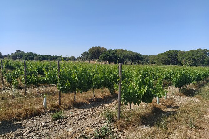 Private Tour to Évora with Wine tasting - Who Would Most Enjoy This Tour?