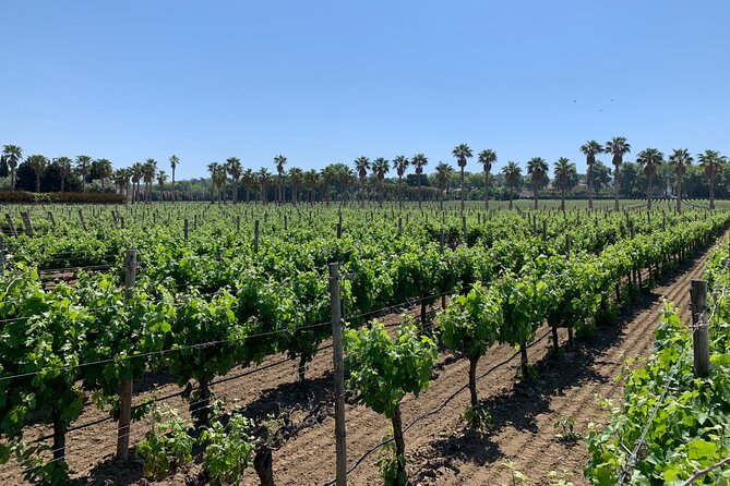 Private tour to Fatima, Nazare and Obidos - Nazaré’s Cliff-Top Views and Fishing Culture