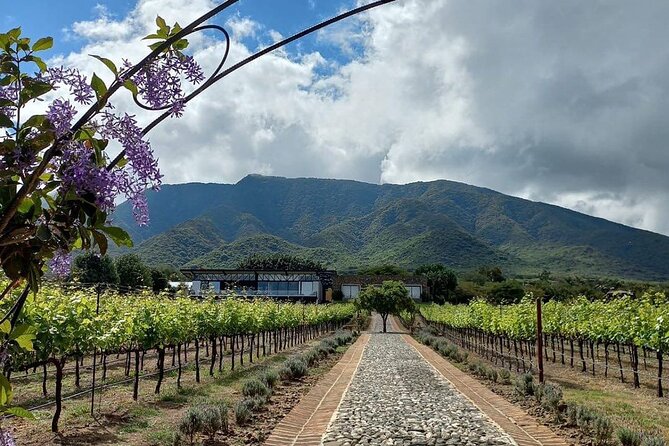 Private Tour to Finca Estramancia Vineyard and the Chapala Riviera - Logistics and Transportation Comfort