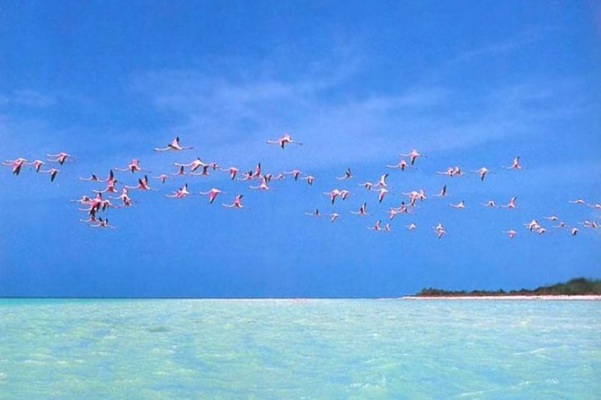 Private Tour To Holbox From Cancun - Key Points