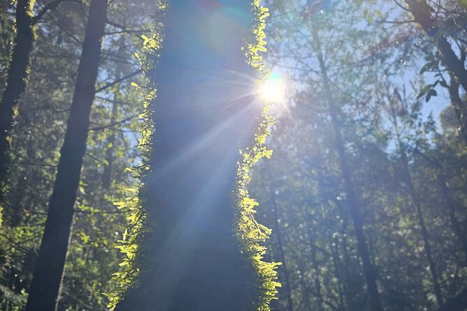 Private Tour to Los Diamantes Waterfall from CDMX - The Return Journey to Mexico City