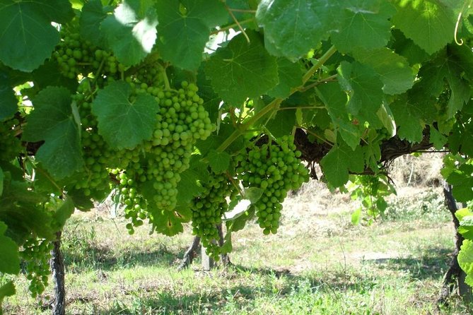 Private tour to Ponte de Lima, Vinho Verde region - From the Medieval Ponte Romana to the Historic Center of Ponte de Lima