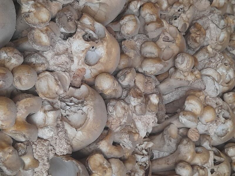 Private Tour to Silves Castle Whith Algarvian Wine Tasting - Wine Tasting at the Traditional Algarve Vineyard