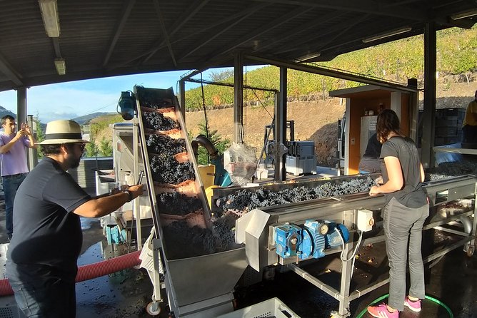 Private Tour to stunning Douro Valley and most renowned wineries - The Town of Peso da Régua and Its Significance
