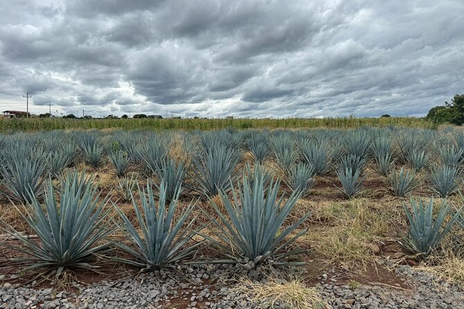 Private Tour to Tequila Distillery and Cantaritos and Celebration - Practical Details and Considerations