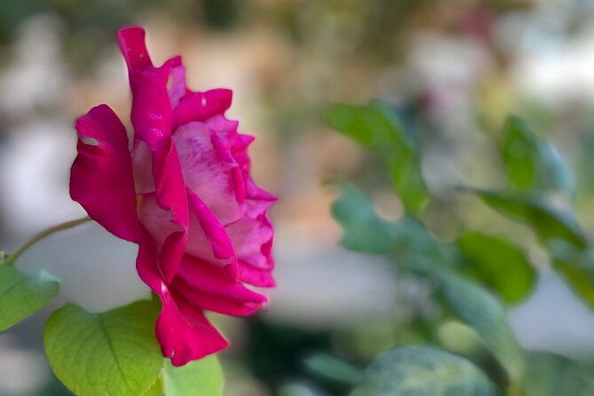 Private Tour to The Alhambra and Generalife from Motril port - Who Will Enjoy This Tour Most?