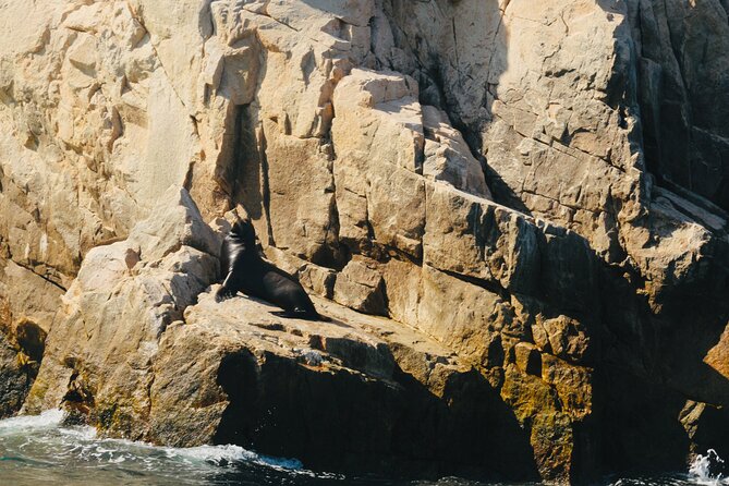 Private Tour to the Arch of Cabo San Lucas by Glass Bottom Boat - What makes this tour stand out from others
