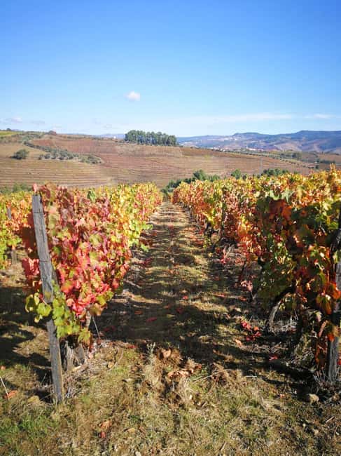 Private Tour to the Douro Valley - Eco-Conscious Approach with Biosphere Sustainable Lifestyle