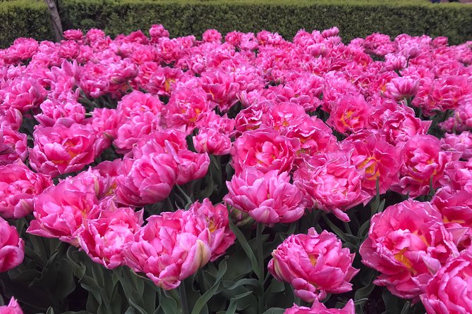 Private Tour to the Keukenhof and Tulip Fields - Departure and Meeting Details in Amsterdam