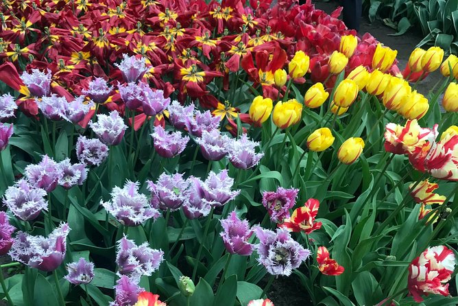 Private Tour to the Keukenhof and Tulip Fields - Experience at De Tulperij Flower Farm