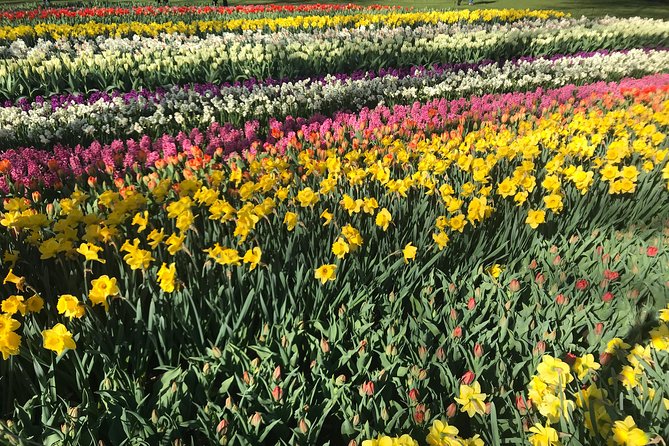 Private Tour to the Keukenhof and Tulip Fields - Transportation and Comfort