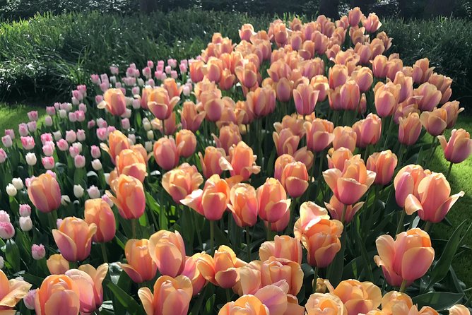 Private Tour to the Keukenhof and Tulip Fields - Customization Options and Flexible Scheduling