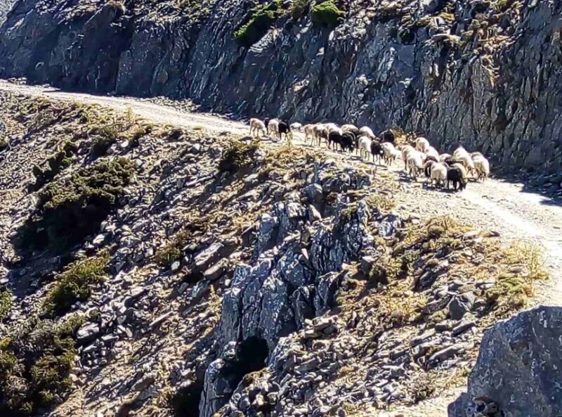 Private Tour to The White Mountains & Samaria from Above - Omalos Plateau and a Taste of Cretan Cuisine