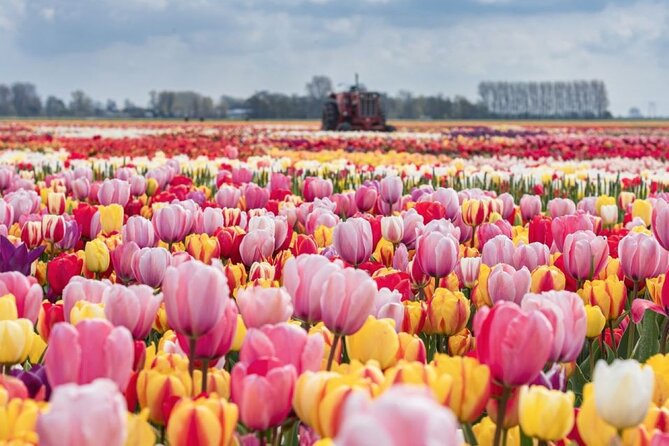 Private Tour to Tulips, Keukenhof, Windmills & Cheese Farm - Discover the Best of Dutch Blooms, Windmills, and Cheese on a Private Tour