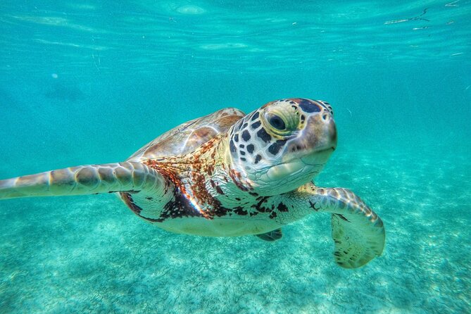 Private Tour to Tulum and Swimming with Turtles in Akumal - The Experience of a Private Guided Tour