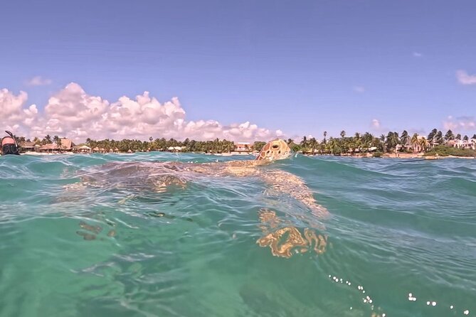 Private Tour to Tulum and Swimming with Turtles in Akumal - Timing, Pacing, and Practical Tips
