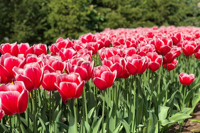 Private Tour to Windmills Zaanse Schans +Keukenhof - 7 Hours - What’s Included in the Tour: Comfort, Guidance, and Unique Benefits