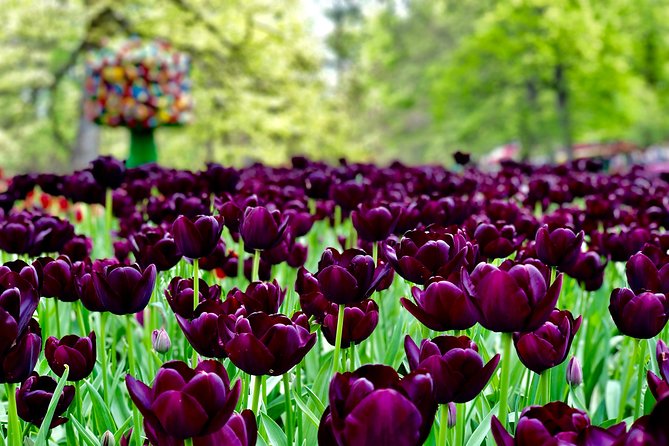Private Tour to Windmills Zaanse Schans +Keukenhof - 7 Hours - What’s Not Included and Considerations