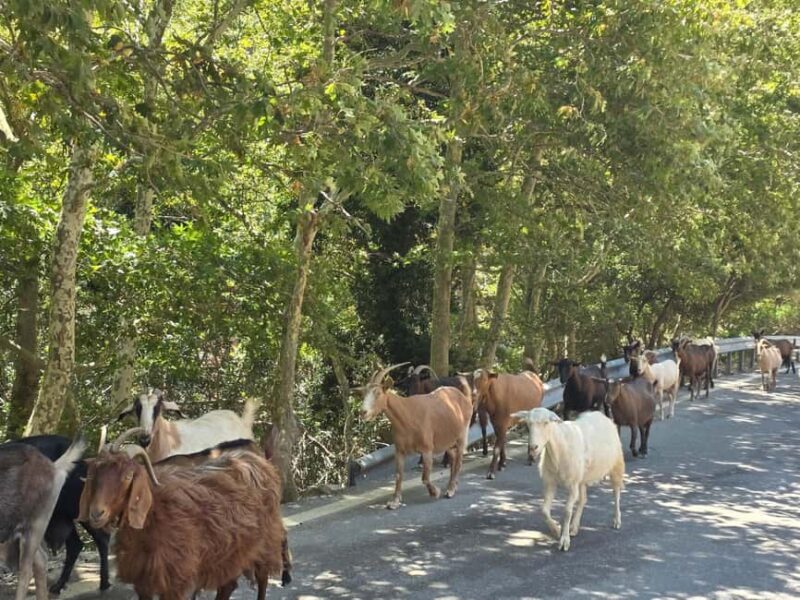 Private tour Traditional Cretan Lunch in a Mountain Village - Authentic Cretan Lunch at a Family-Run Taverna