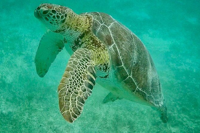 Private Tour Turtles Coral Reef Cenote Beach All inclusive - Exploring Cenote Xunaan-Ha: A Hidden Waterfall of the Yucatan