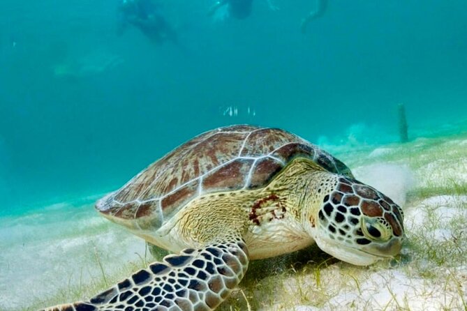 Private Tour Turtles Coral Reef Cenote Beach All inclusive - Snorkeling with Sea Turtles: A Highlight of the Tour