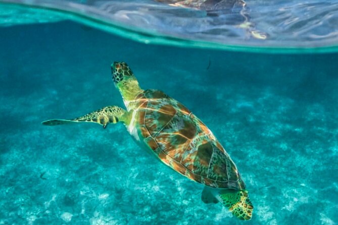 Private Tour Turtles Coral Reef Cenote Beach All inclusive - The Expertise of Guides: Knowledgeable and Multilingual