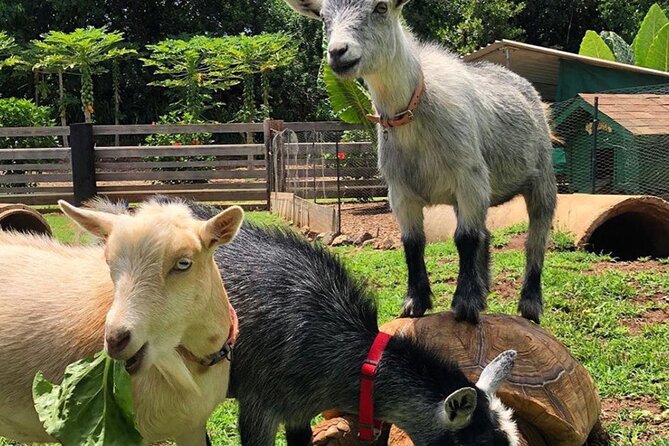 PRIVATE TOUR-Ultimate North Shore Experience - Key Points