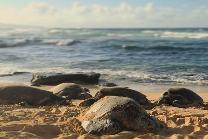 PRIVATE TOUR-Ultimate North Shore Experience - Turtle Encounters at Turtle Bay Beach