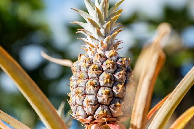PRIVATE TOUR-Ultimate North Shore Experience - Dole Plantation and Pineapple Delights