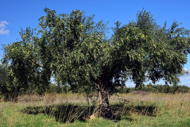 Private Tour:Visit of Agricultural Farm and free time in Olympia - Convenience of Private Transportation and Pickup at Katakolon Port