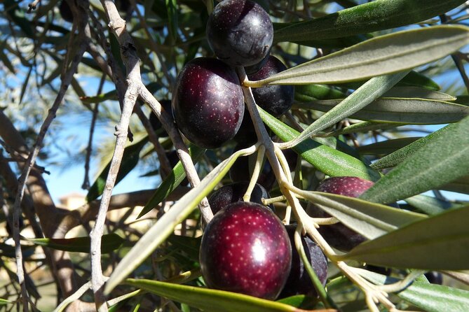 Private Traditional Olive Grove and Dragon Fruit Farm Tour - Starting at Evangelismou 135 in Heraklion