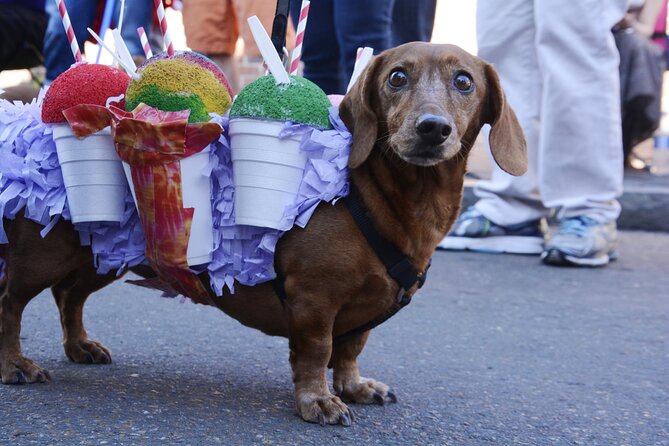 Private Transfer in New Orleans MSY/Home/Hotel/Work - Accessibility and Special Requests