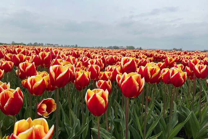 Private transfer Schiphol (AMS) to or from Rotterdam - Convenience of Private Transfers in Rotterdam