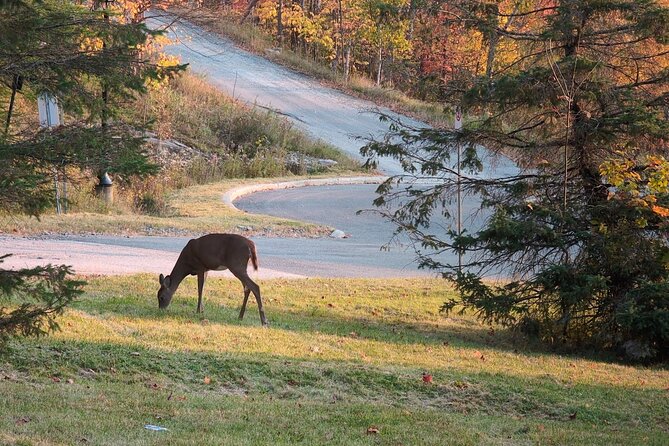 Private Transfer To Montreal YUL Airport From Mont-Tremblant - Who Should Choose This Private Transfer?