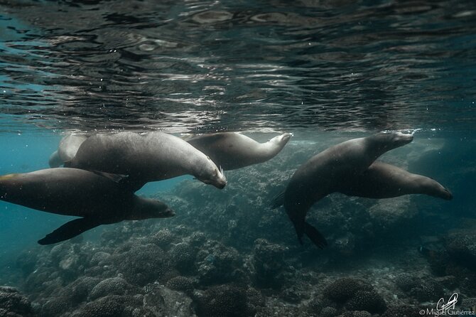 Private Trip Espiritu Santo Island - Comfort and Equipment During the Tour